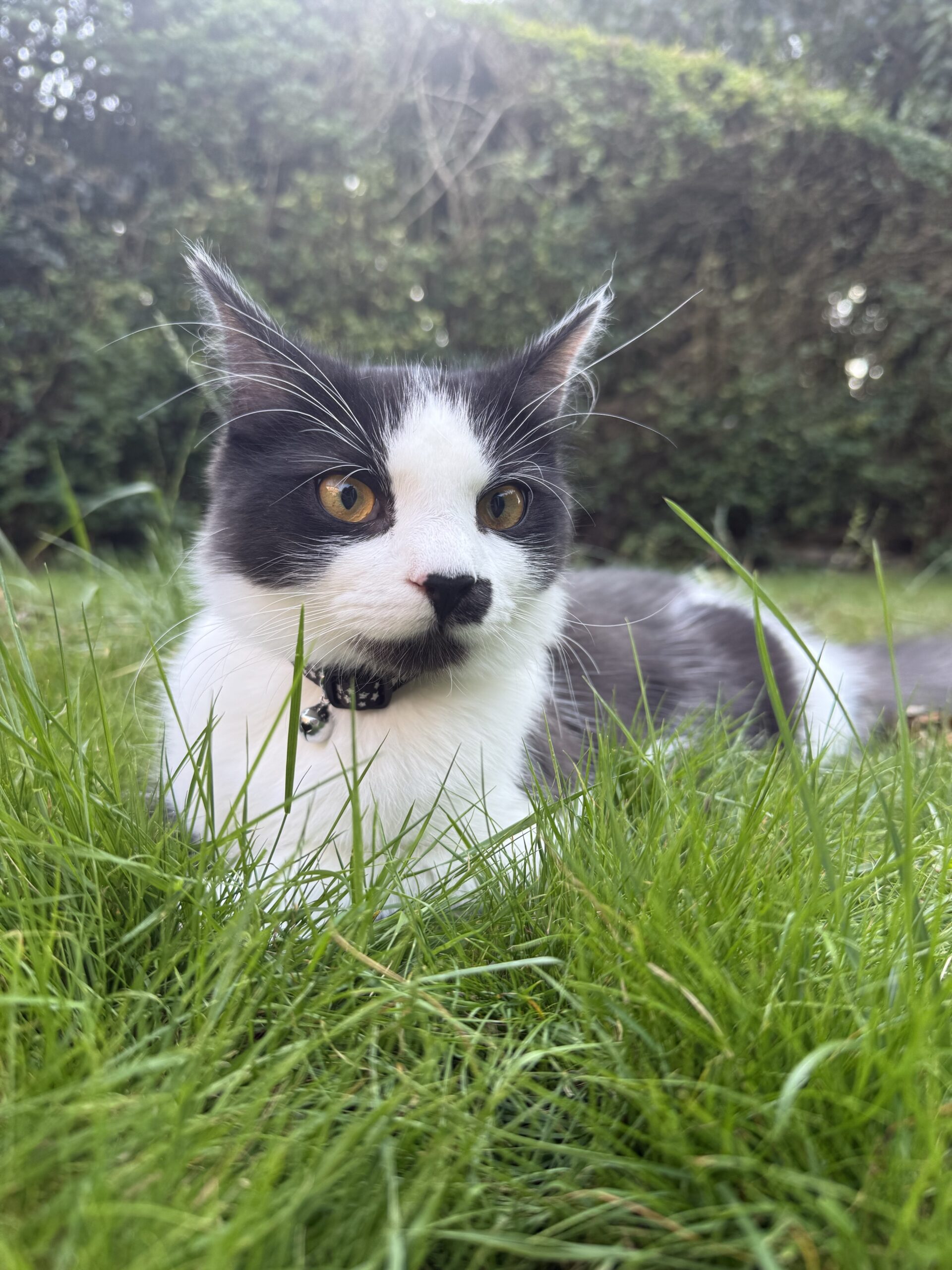 Chico